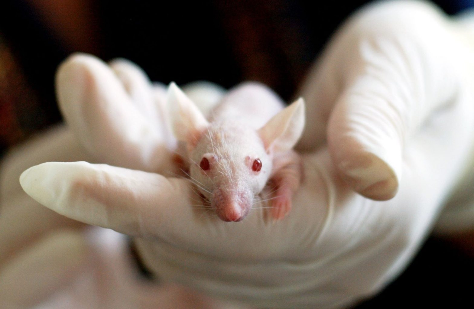 La transparencia de las instituciones científicas en materia de experimentación animal