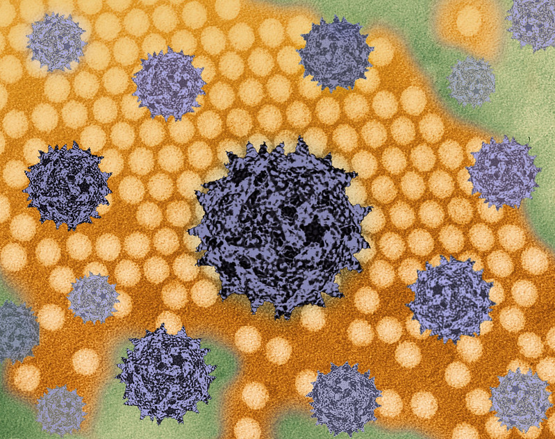 Dos nuevas vacunas orales para la polio