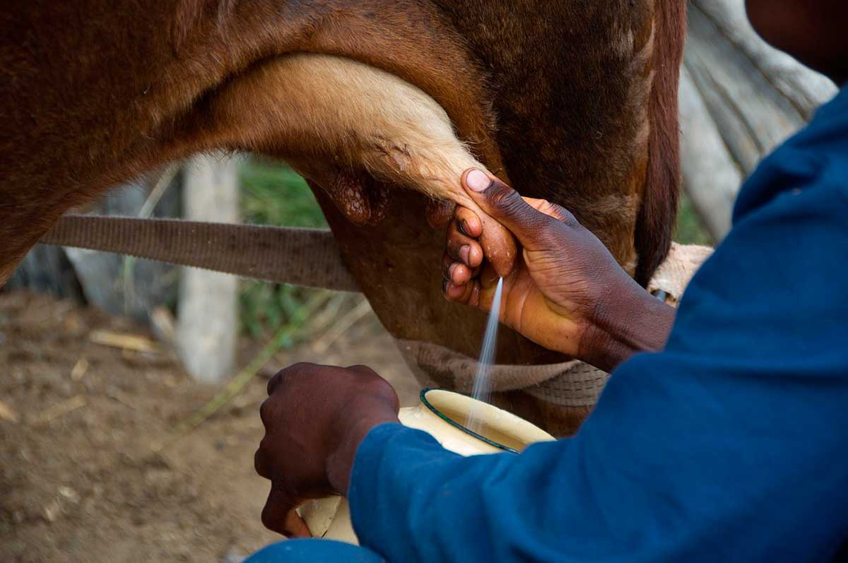 El virus de la gripe aviar y la leche cruda